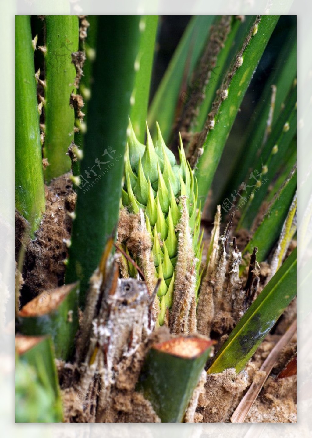 热带植物的花芽图片