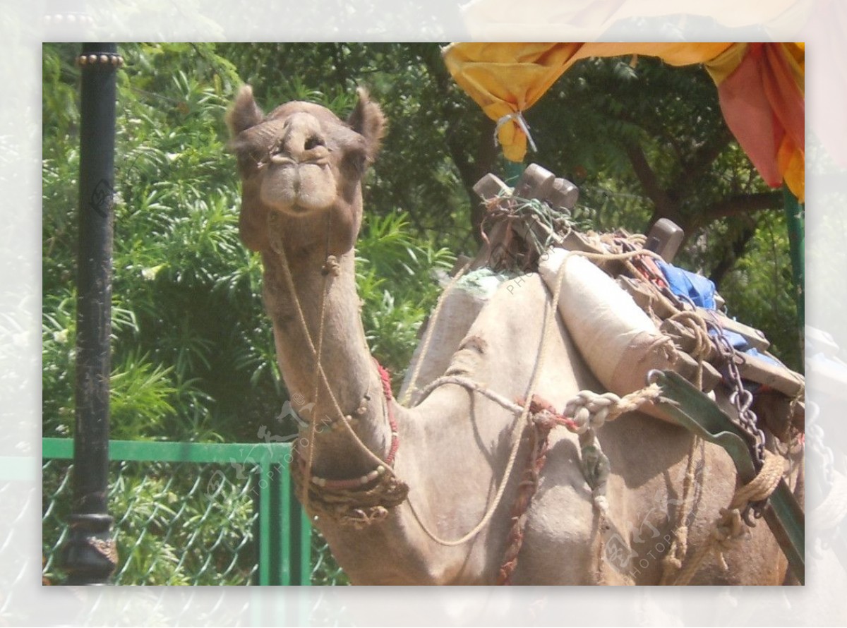 印度骆驼图片