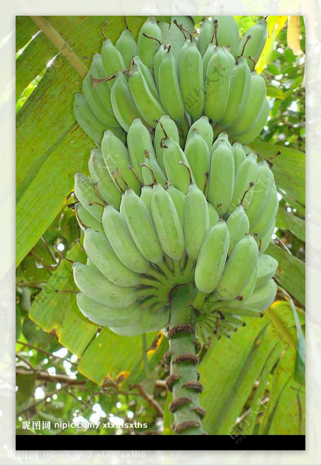 热带植物香蕉树图片