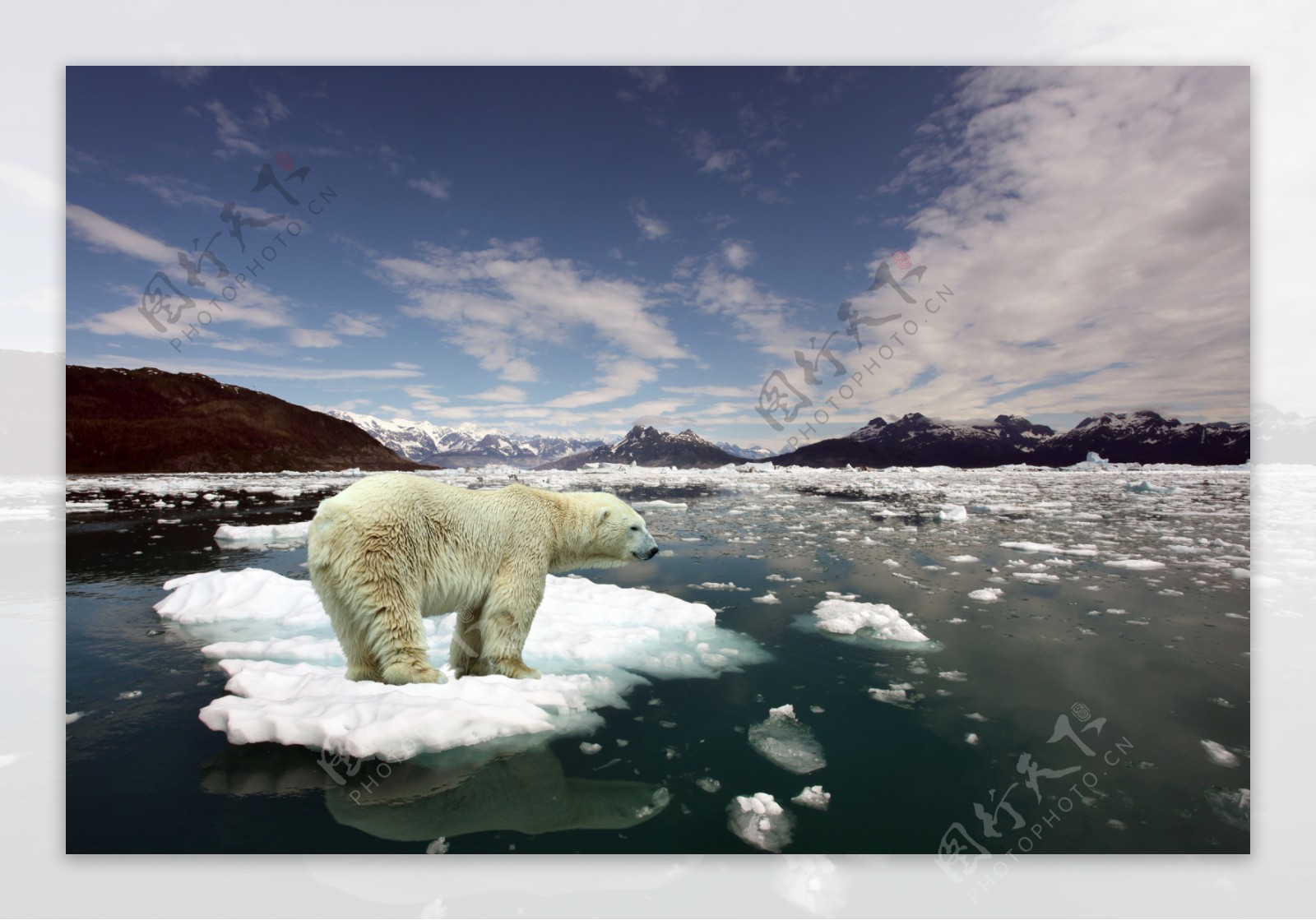 北极熊高清图片