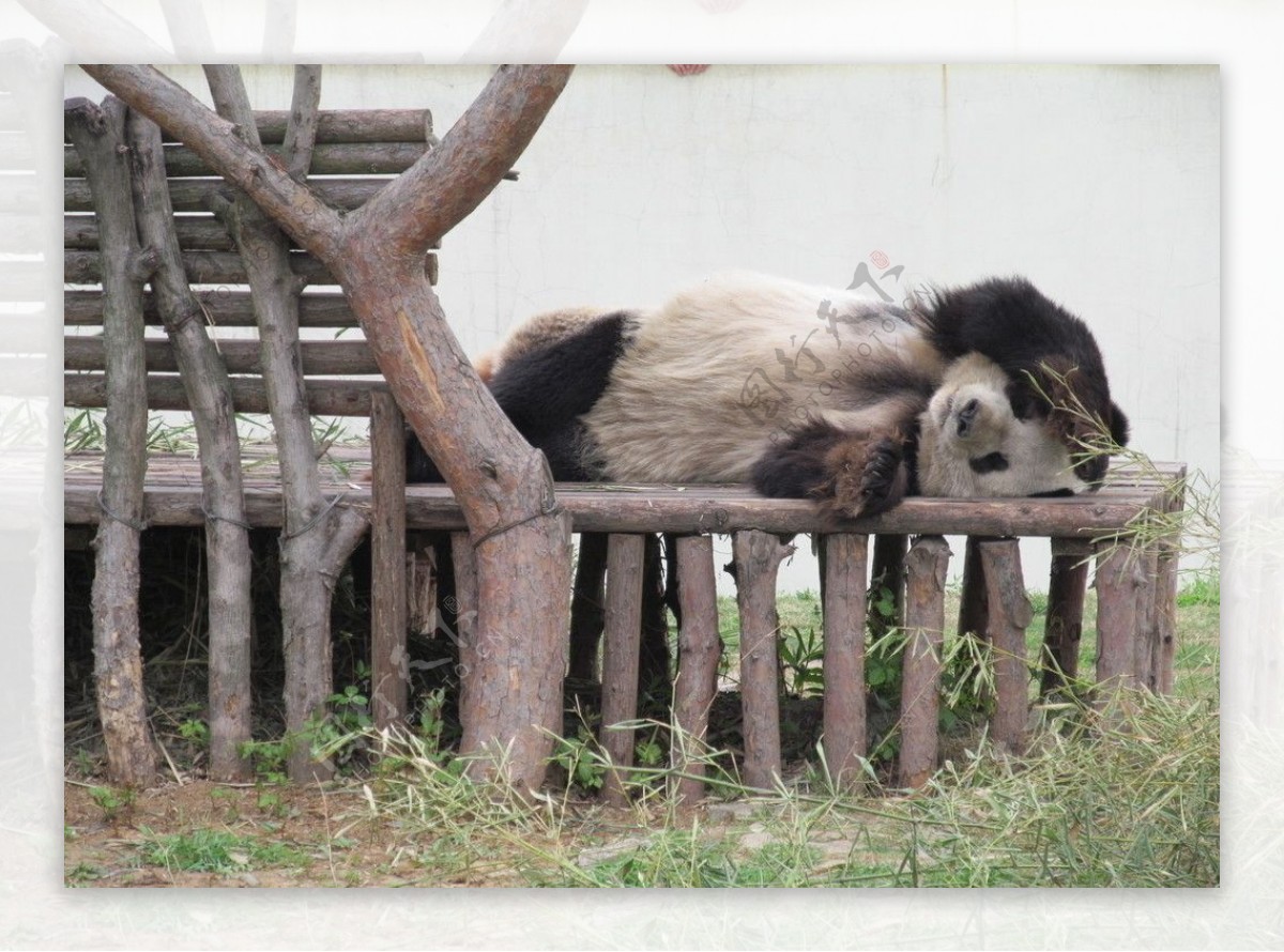 熊猫图片