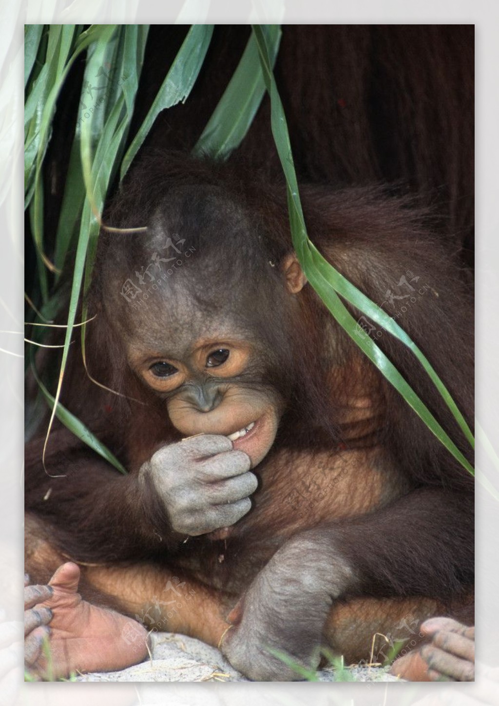 有关動物園, 大猩猩, 寶寶的免费素材图片