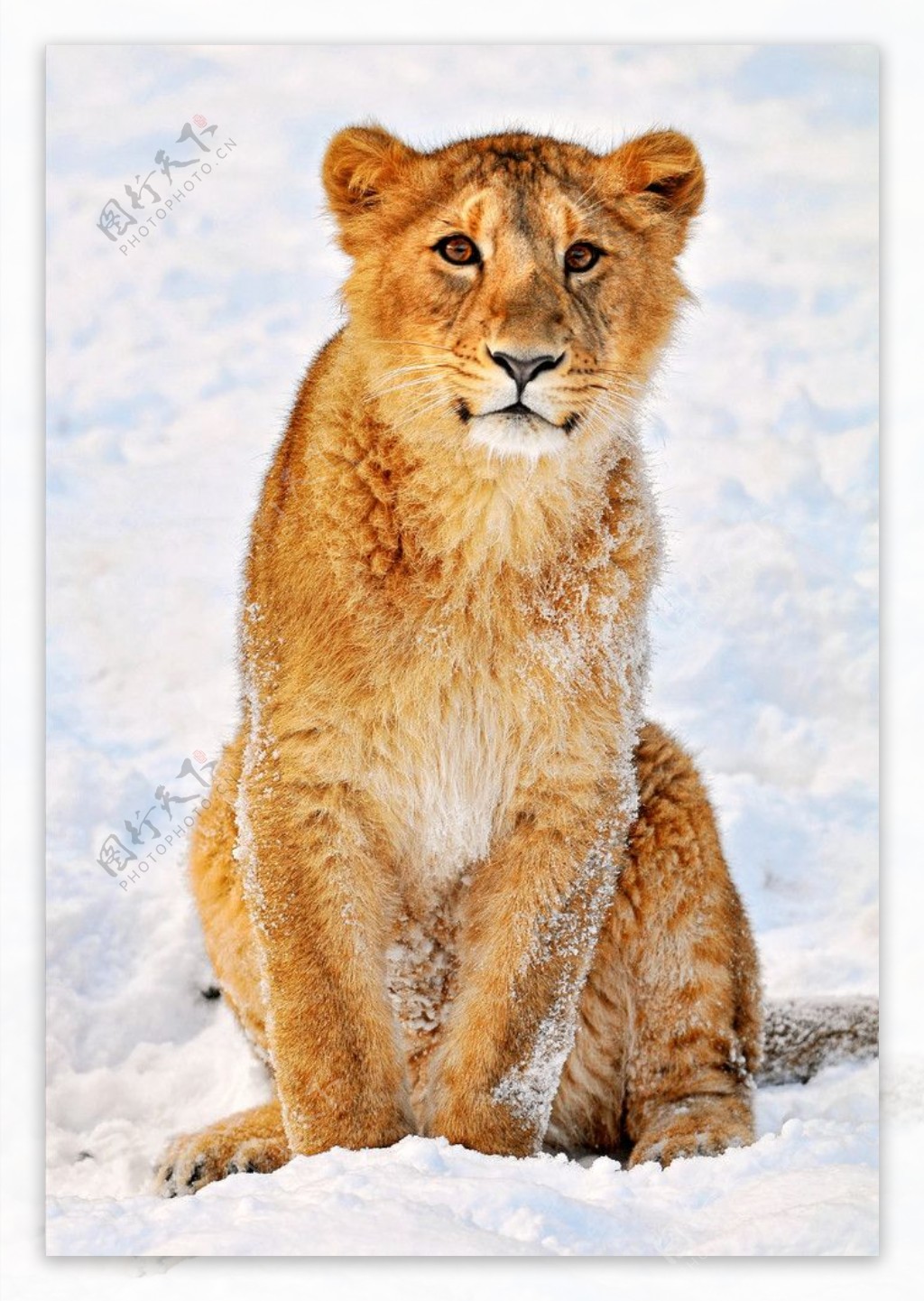 雪地的母狮图片