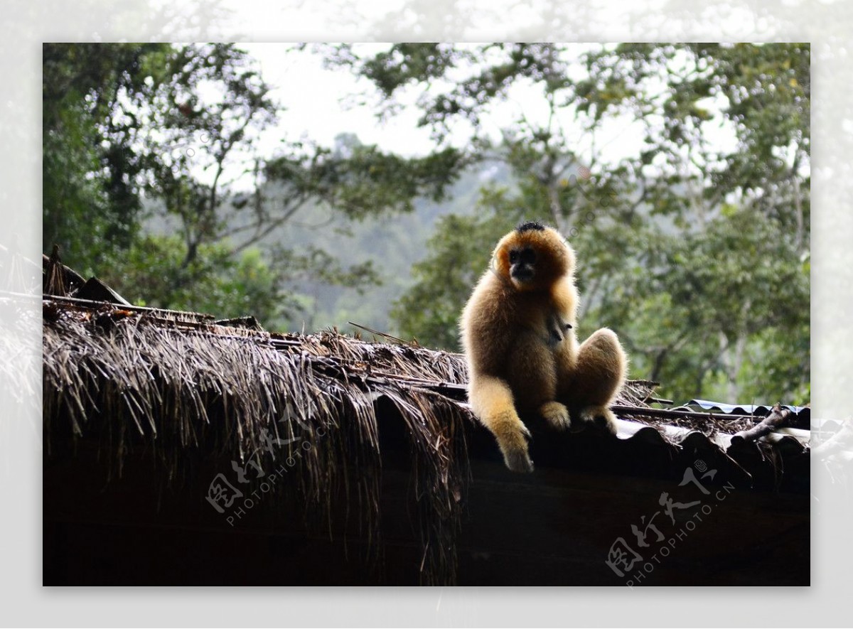 滇金丝猴图片