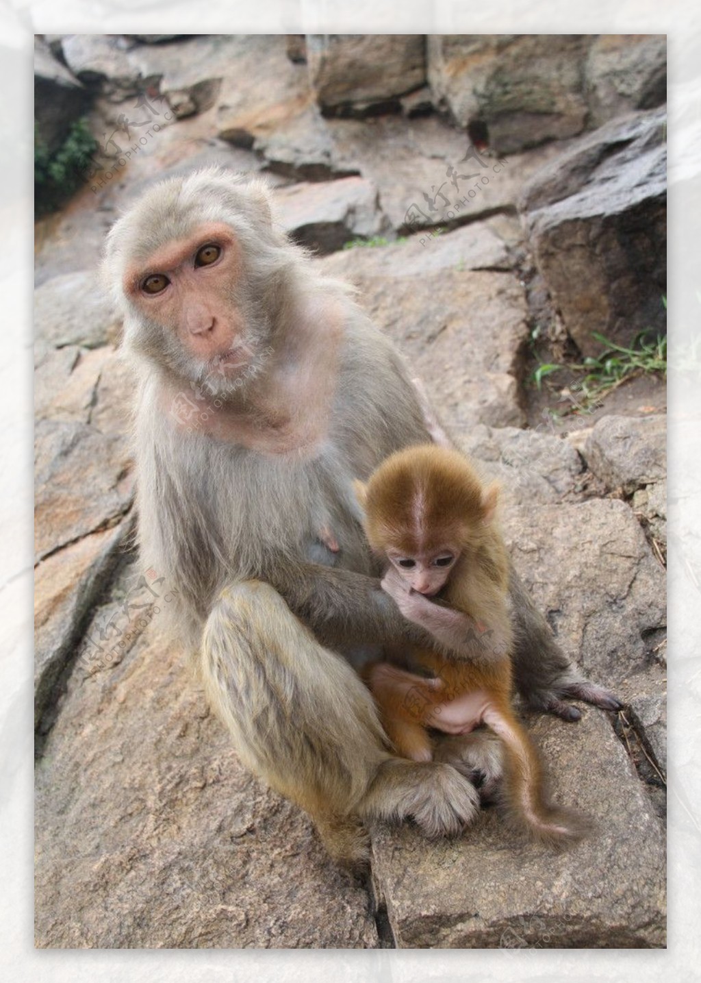 花果山母子猴图片
