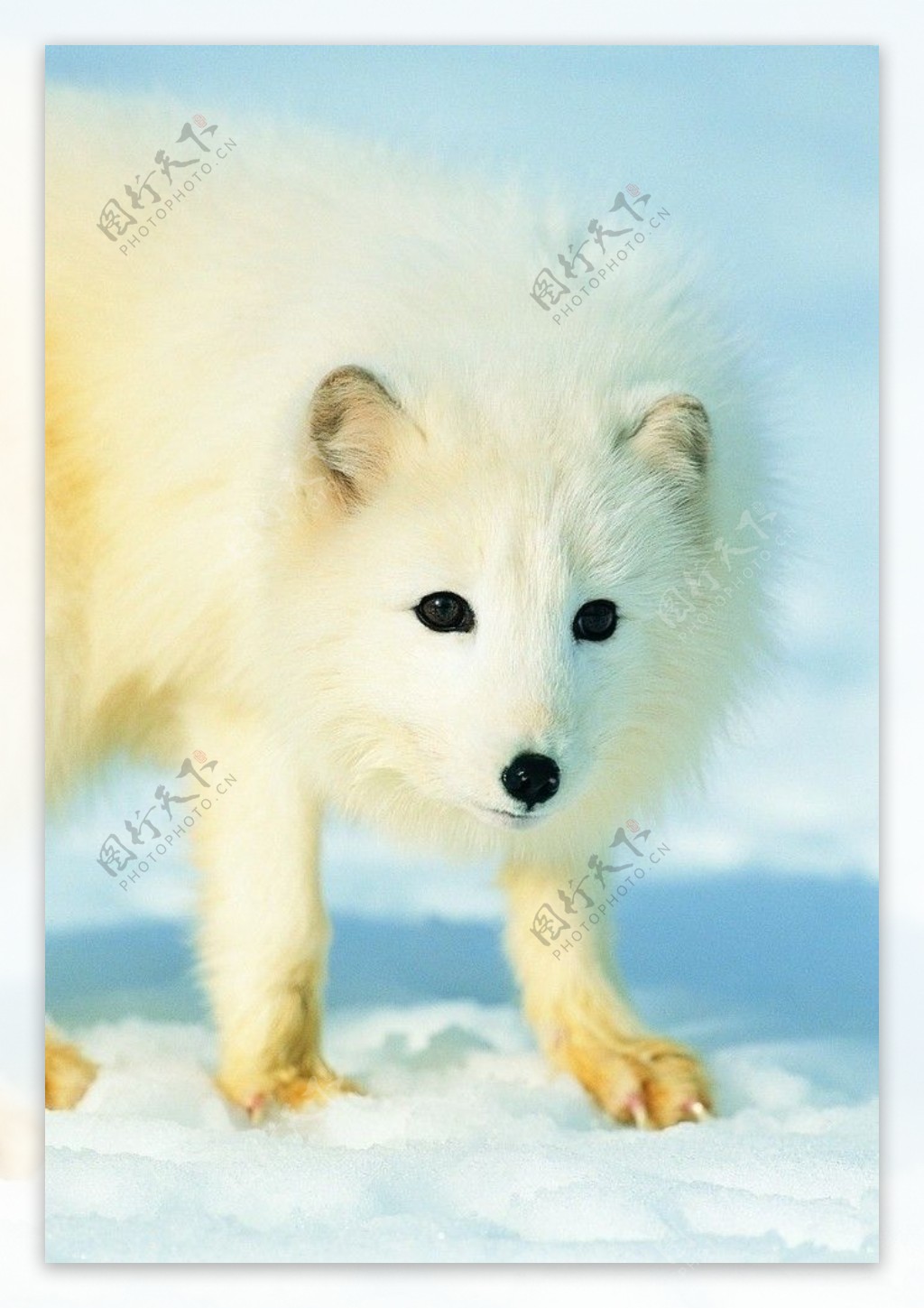 南极狼图片