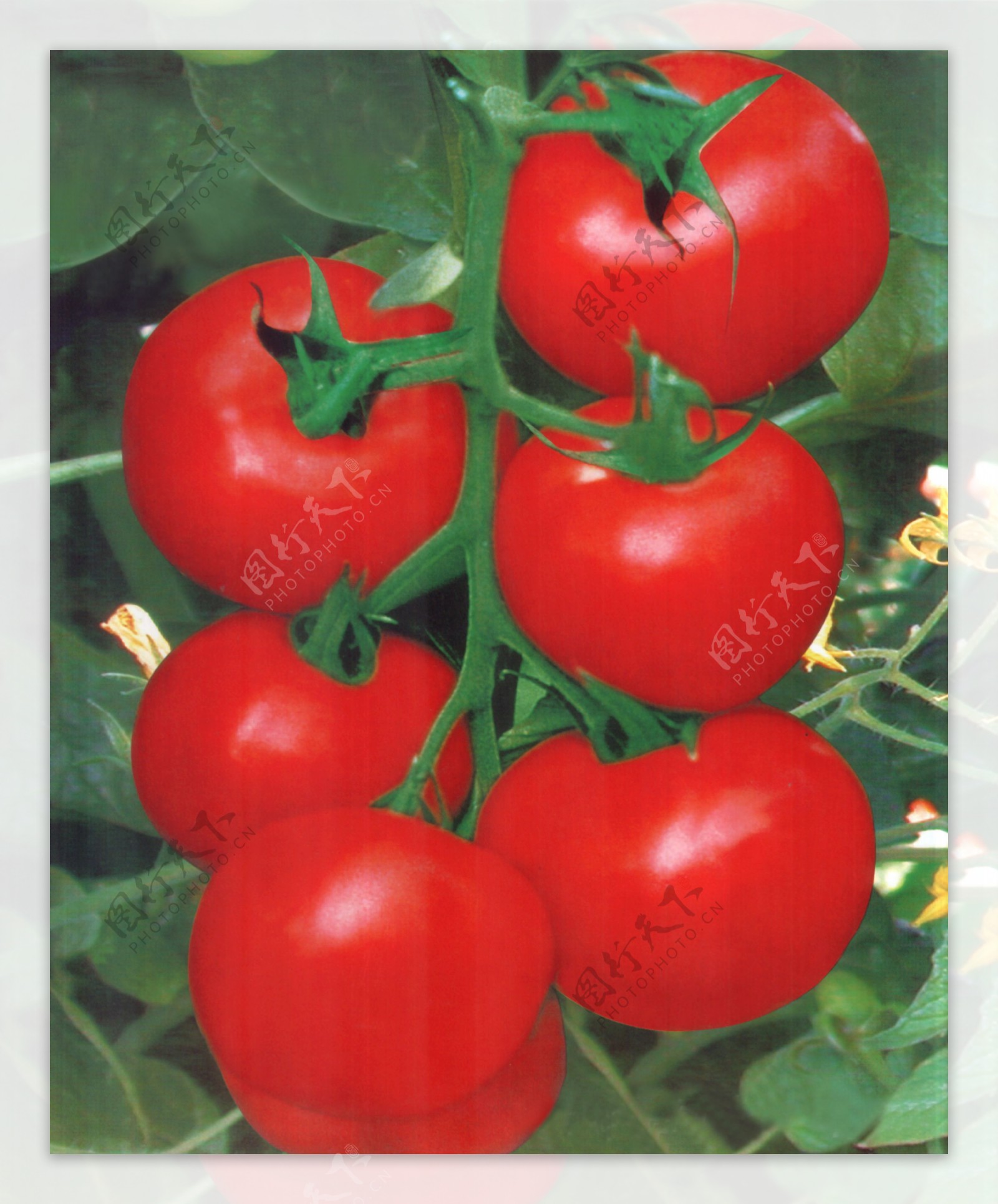 大红番茄图片
