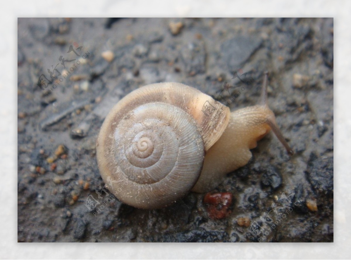 雨后爬行的蜗牛图片