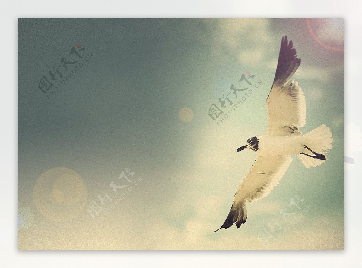 自由。关于自由的励志名言飞鸟。插画图片素材_ID:307694212-Veer图库