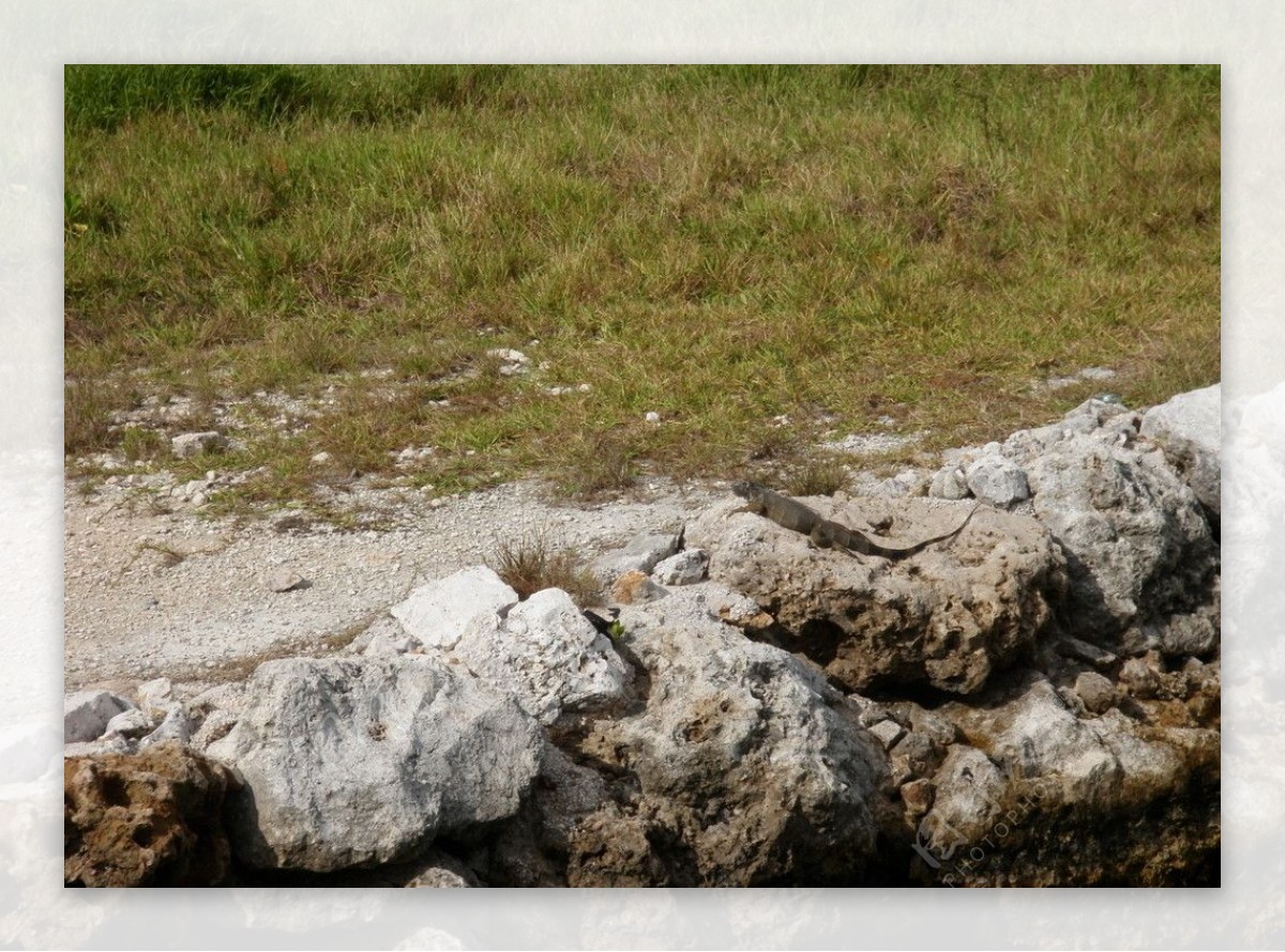 石头上晒太阳的蜥蜴图片
