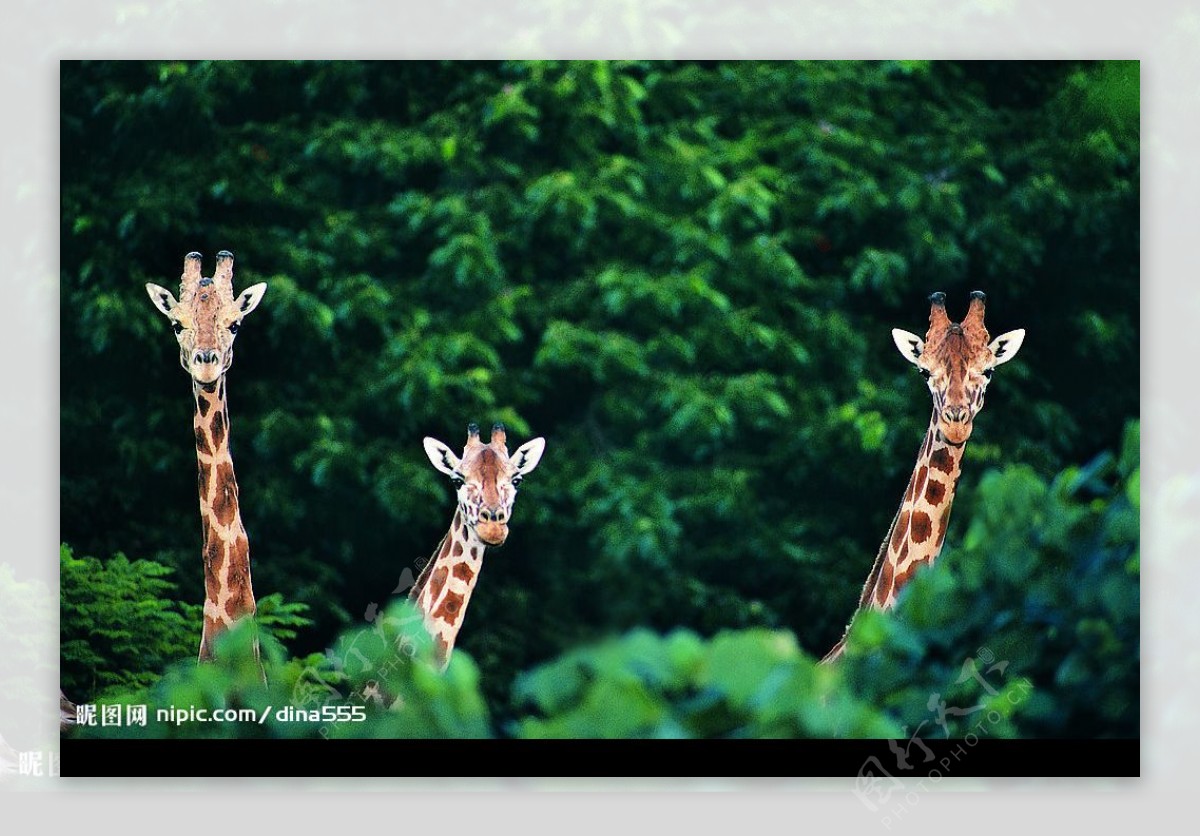 三只长颈鹿图片