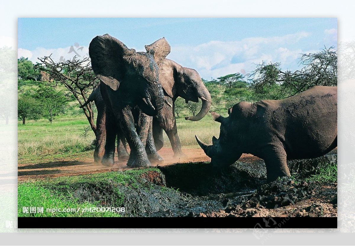 大象遇犀牛图片