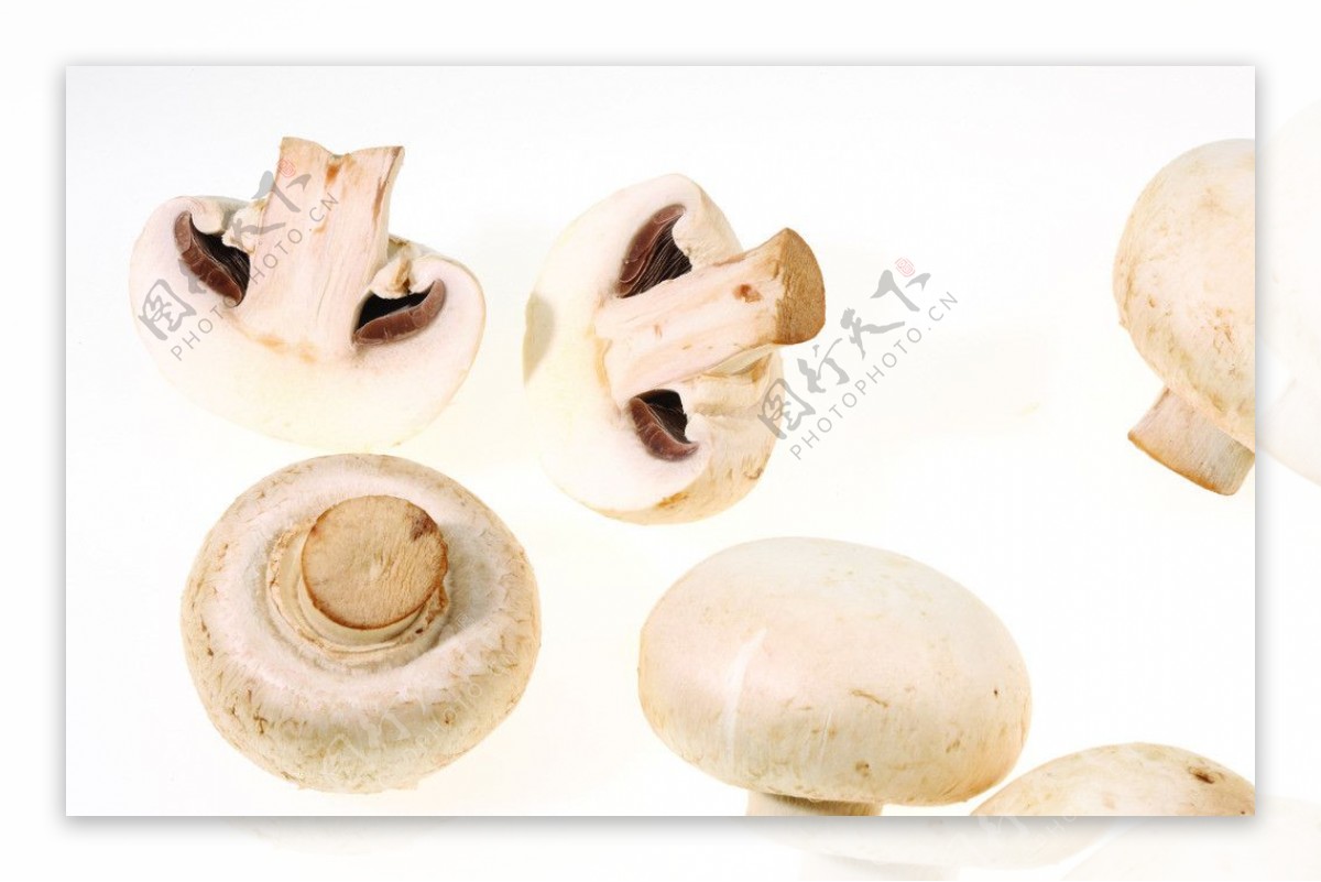 蘑菇白蘑菇图片