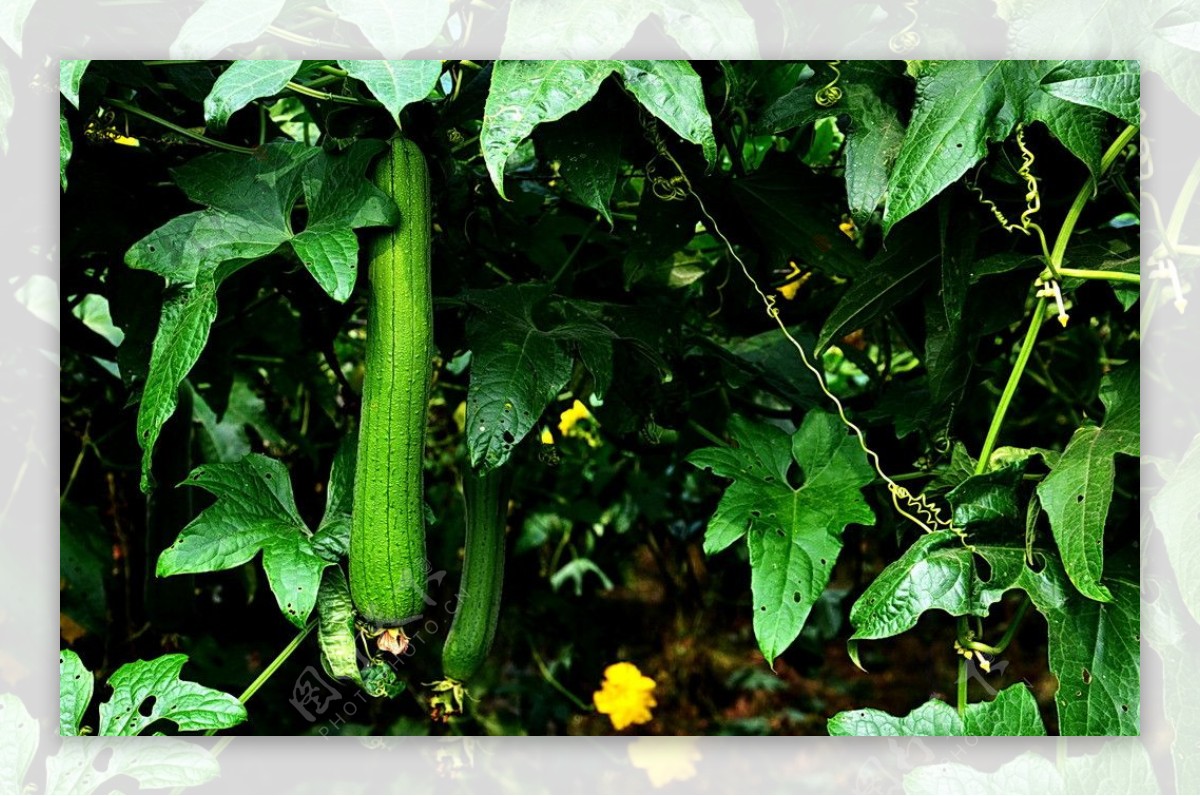 农作物种植素材-农作物种植图片-农作物种植素材图片下载-觅知网