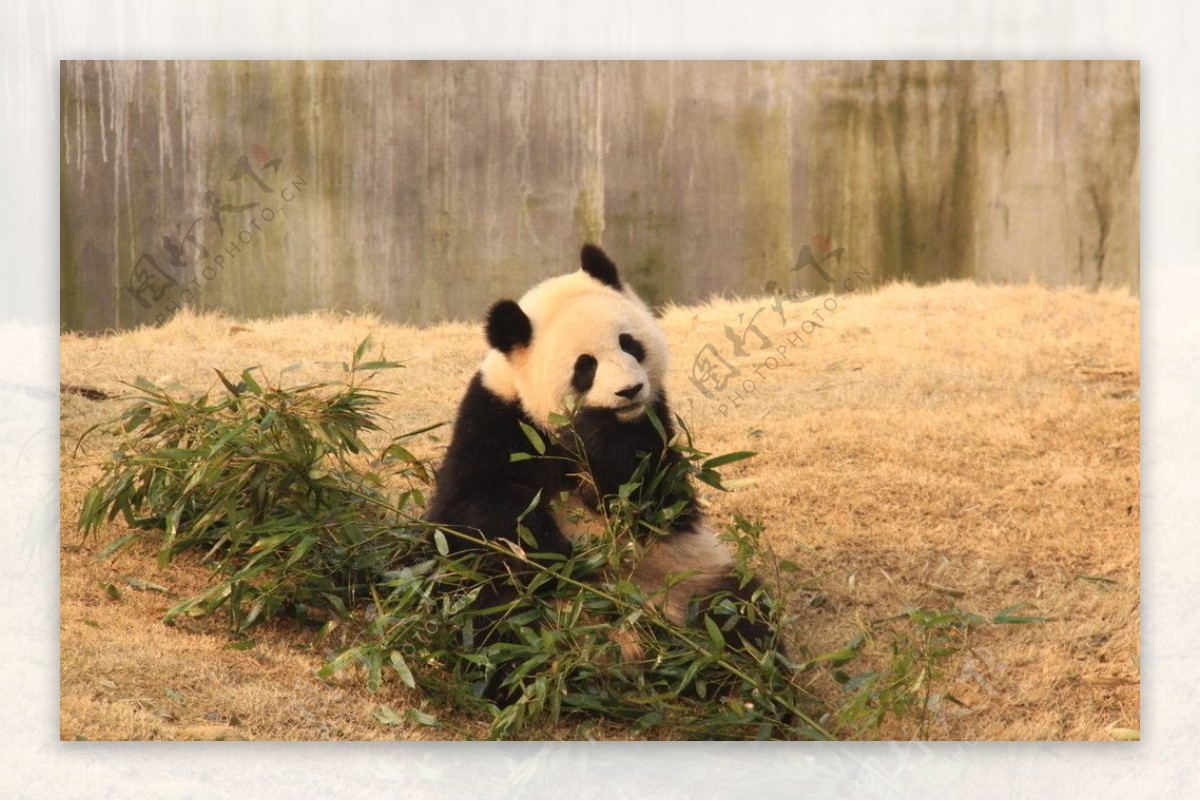 认真啃竹子的熊猫图片