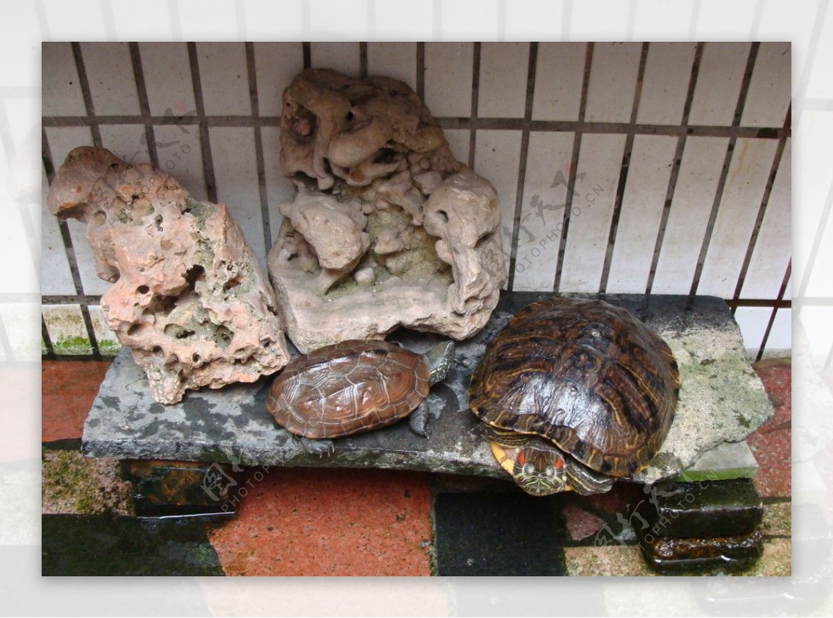 ？我家的乌龟是什么品种的？水龟还是陆龟？怎么养？它吃什么？直接将食物放水里喂食吗？如何判定它的年龄_百度知道