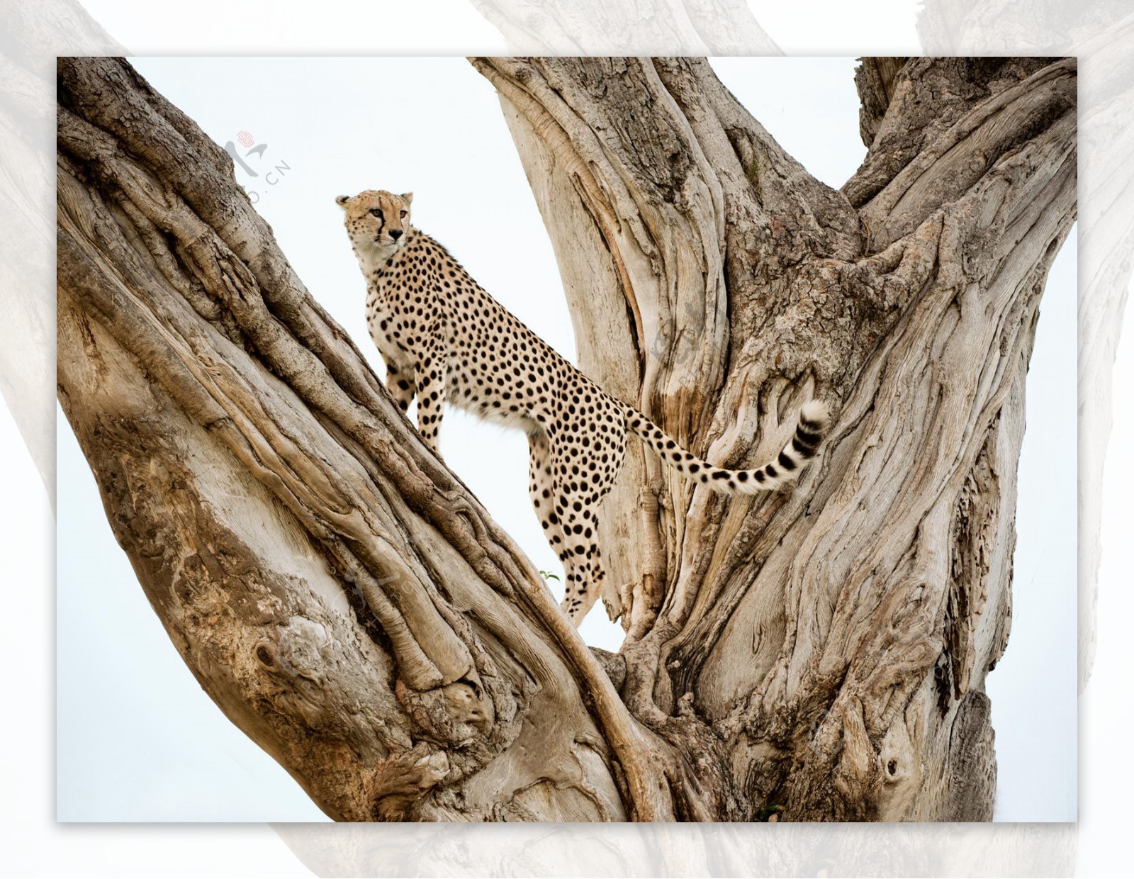 爬在树上的猎豹图片