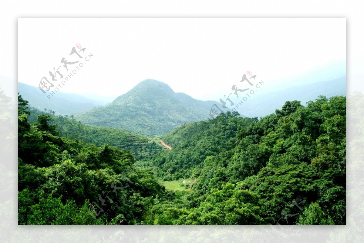 金光寨阁的风景图之绿色树林图片