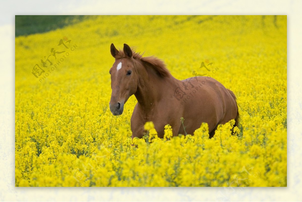 黄花中的马图片