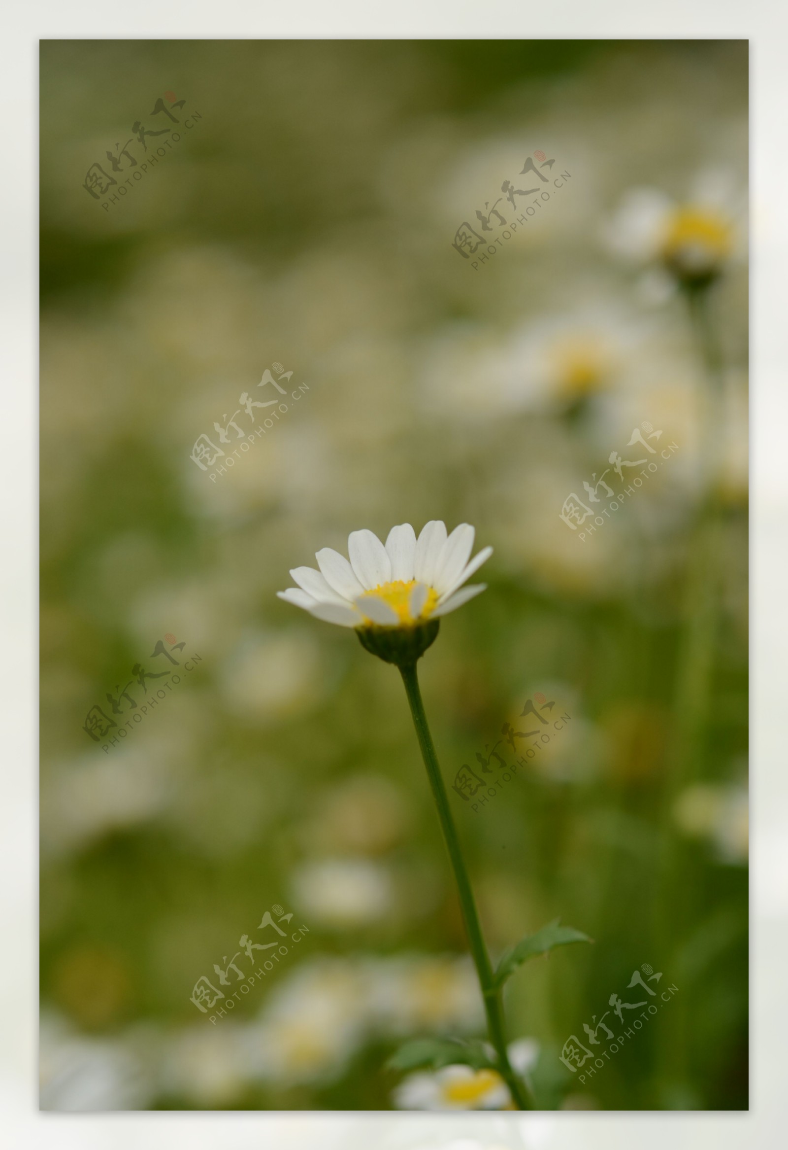 白晶菊图片