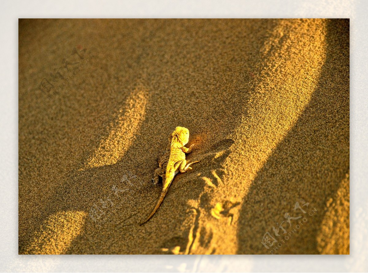 沙漠中顽强的动物蜥蜴图片