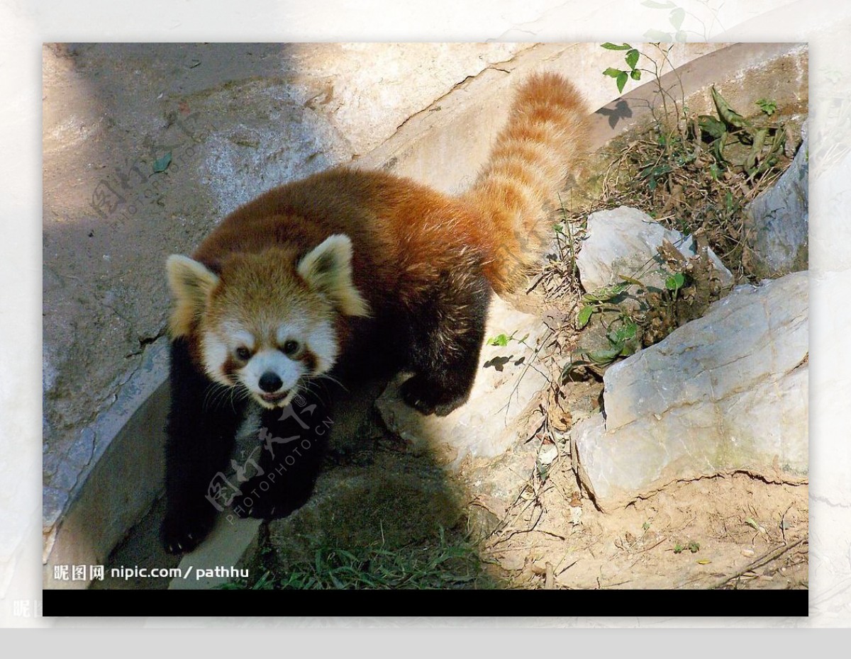 小熊猫RedPanda图片