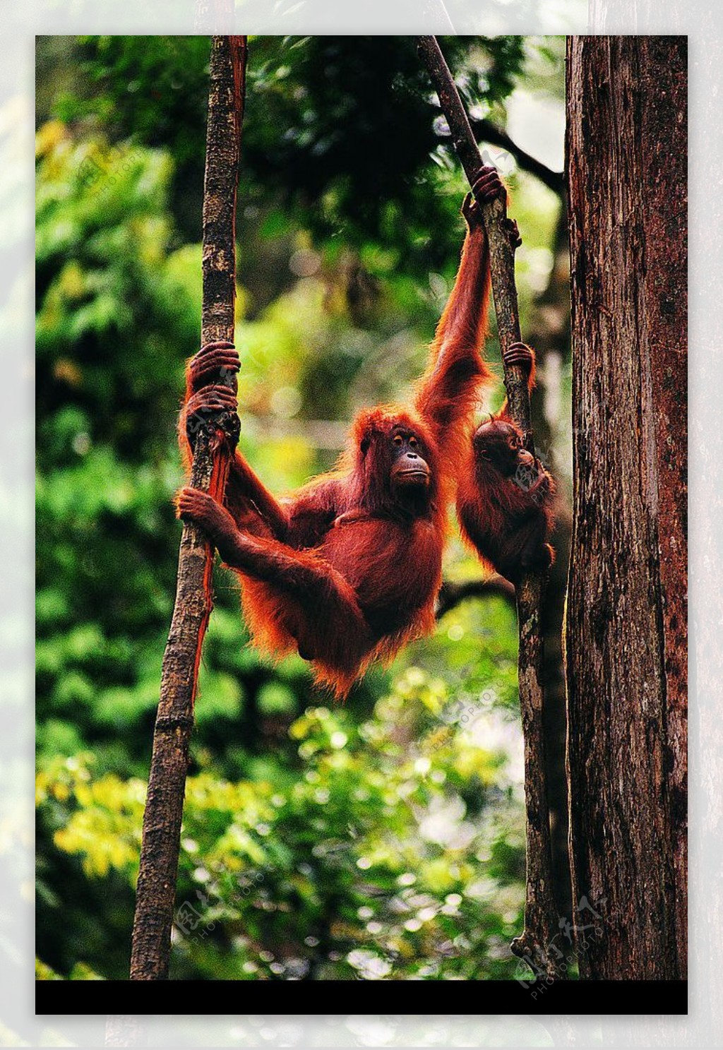 猩猩爬树图片