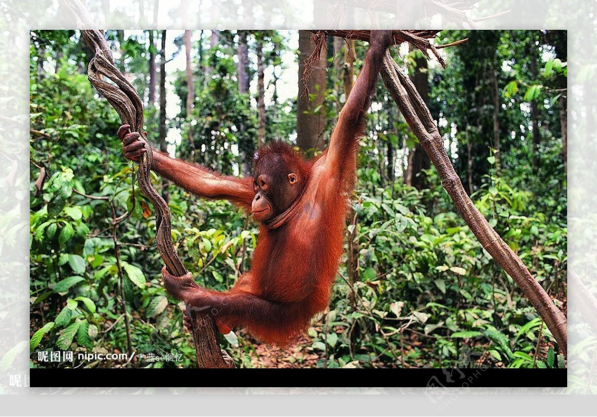 抓住树藤上荡秋千的红猩猩图片