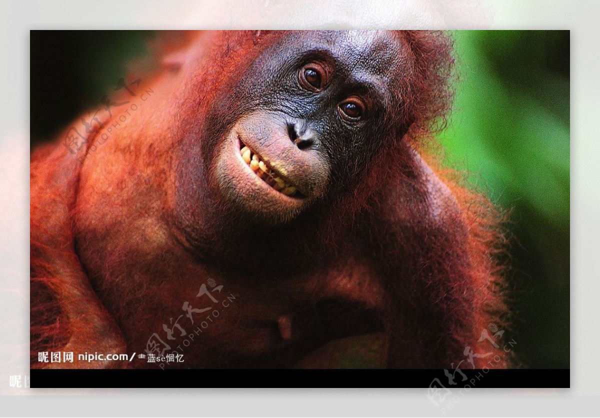 红色猩猩图片