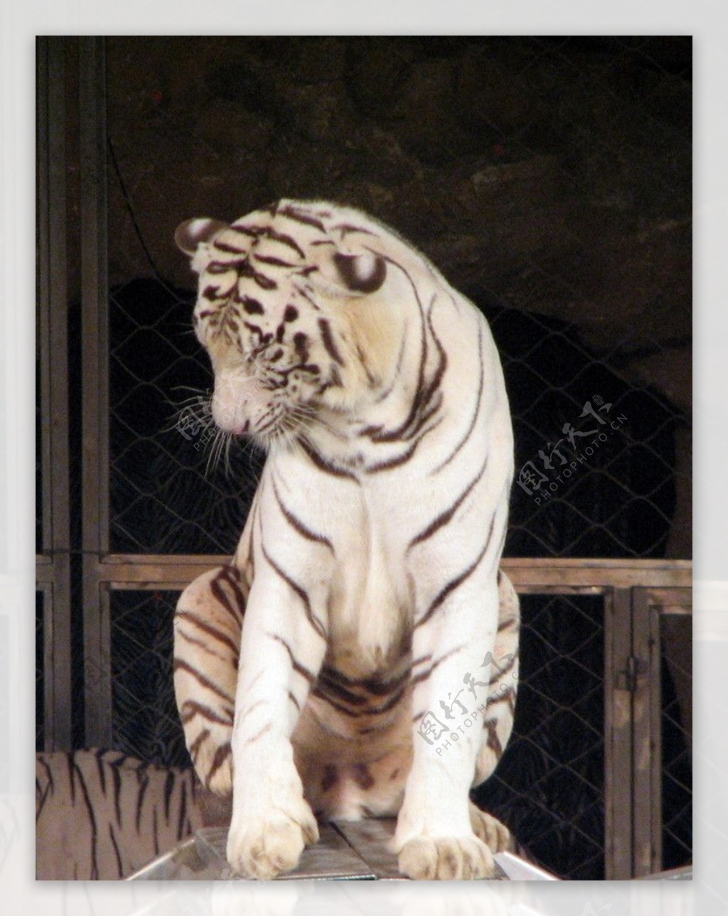 白虎WHITE TIGER|插画|商业插画|磨太太的W - 原创作品 - 站酷 (ZCOOL)
