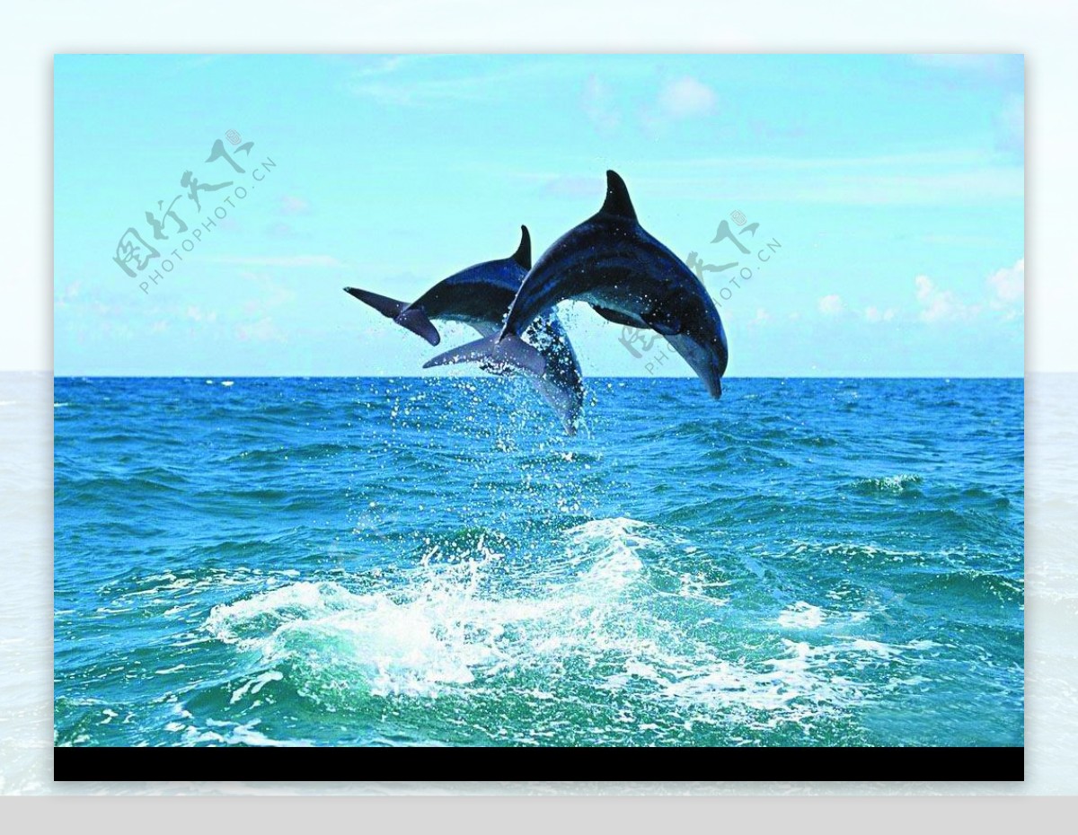 冲浪的海豚图片