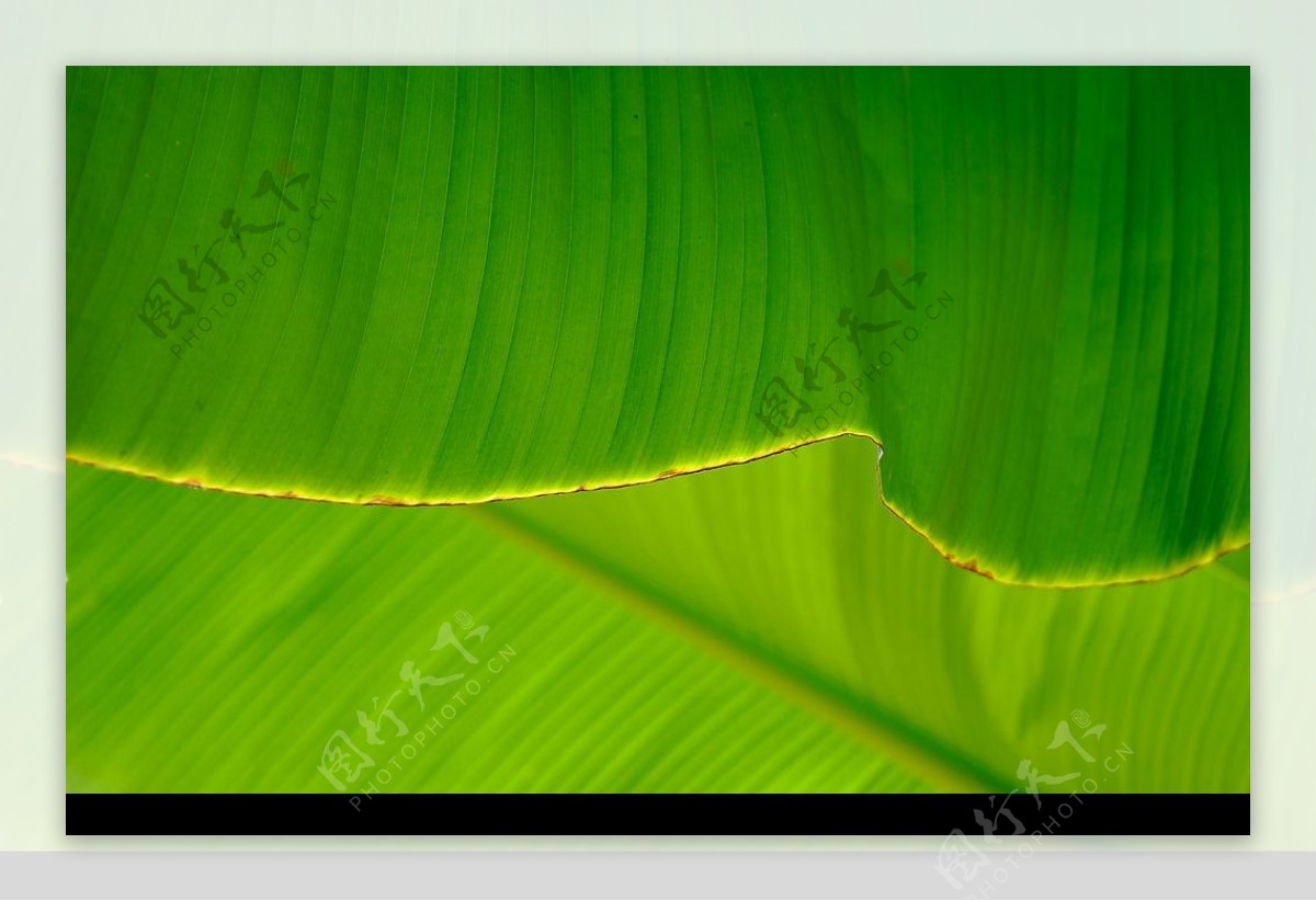 香蕉叶背景图片