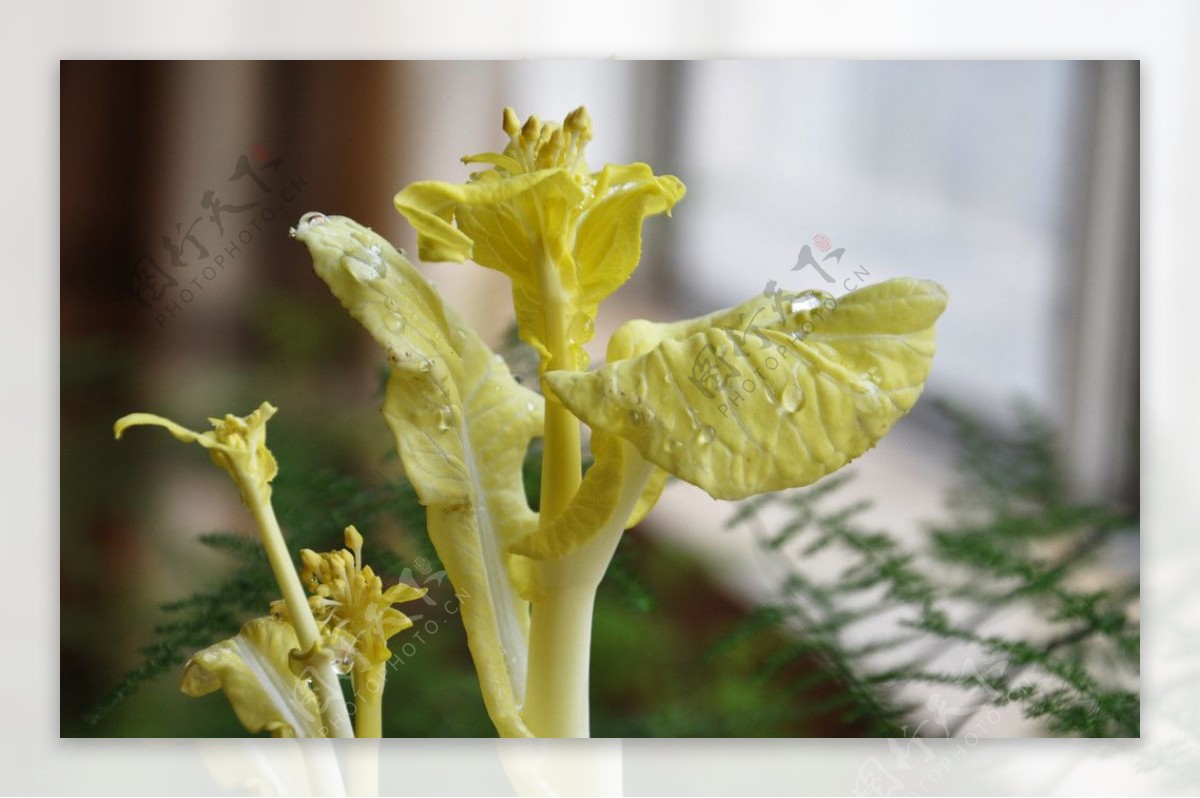 白菜花图片