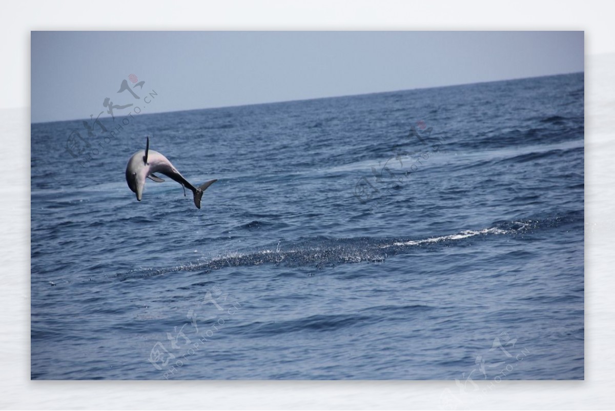飞跃的海豚图片
