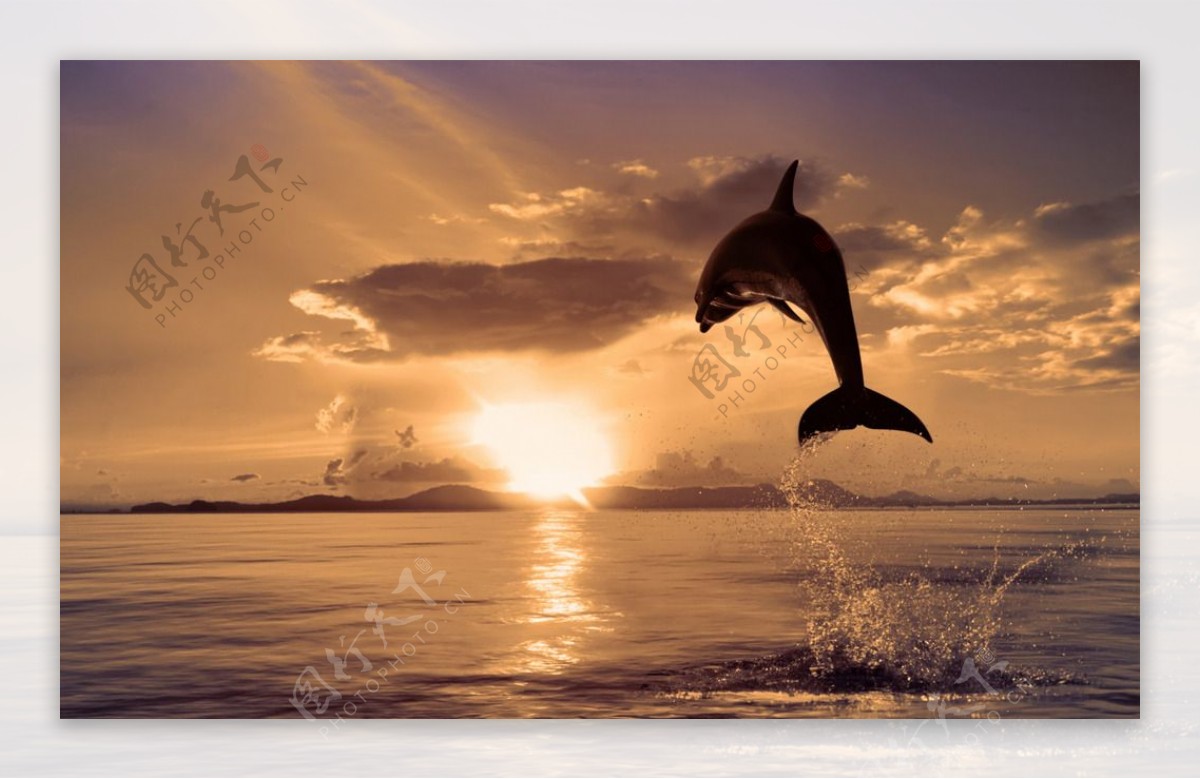 大海海豚风景图片