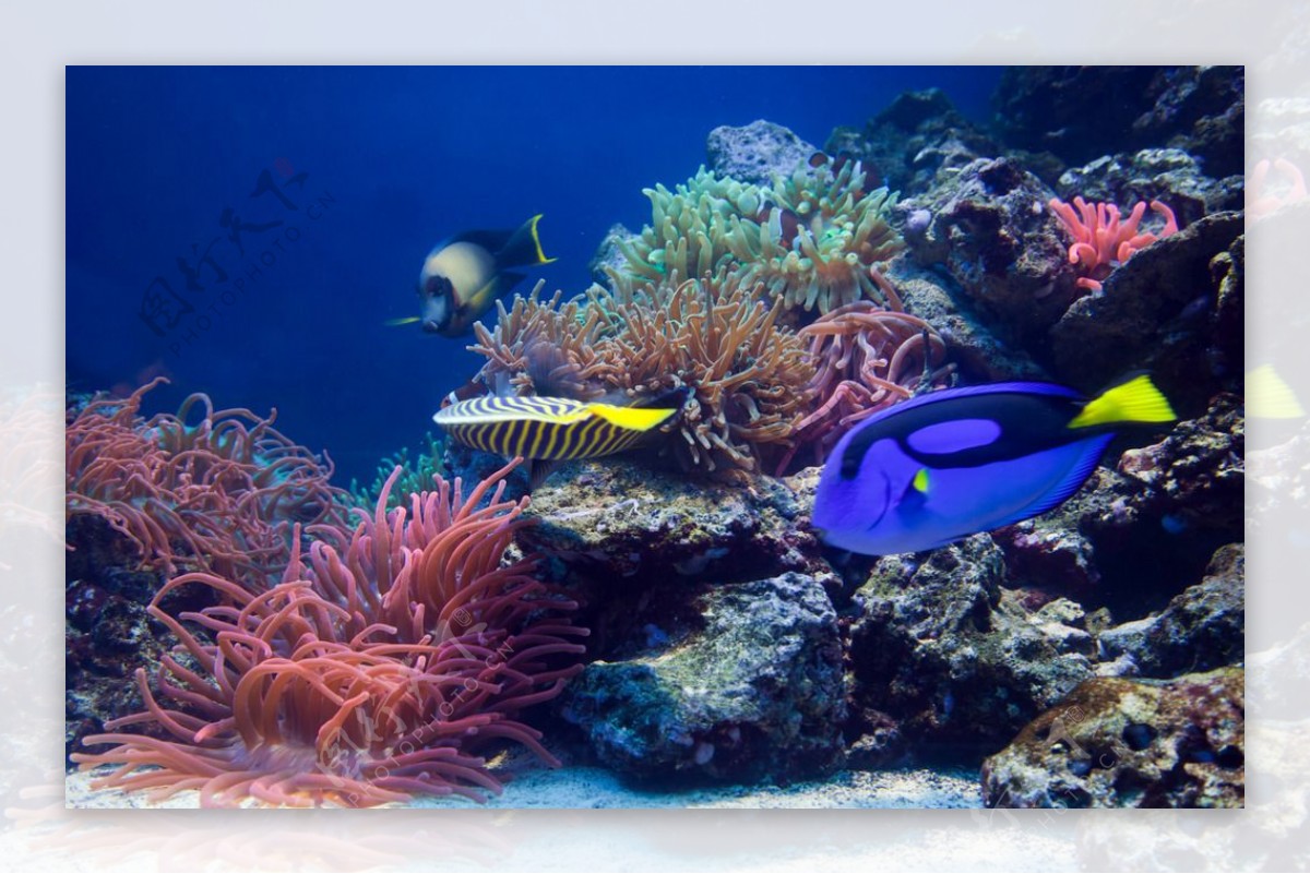 缤纷海底世界海底生物图片