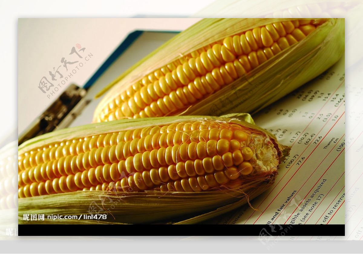 實驗室的玉米图片