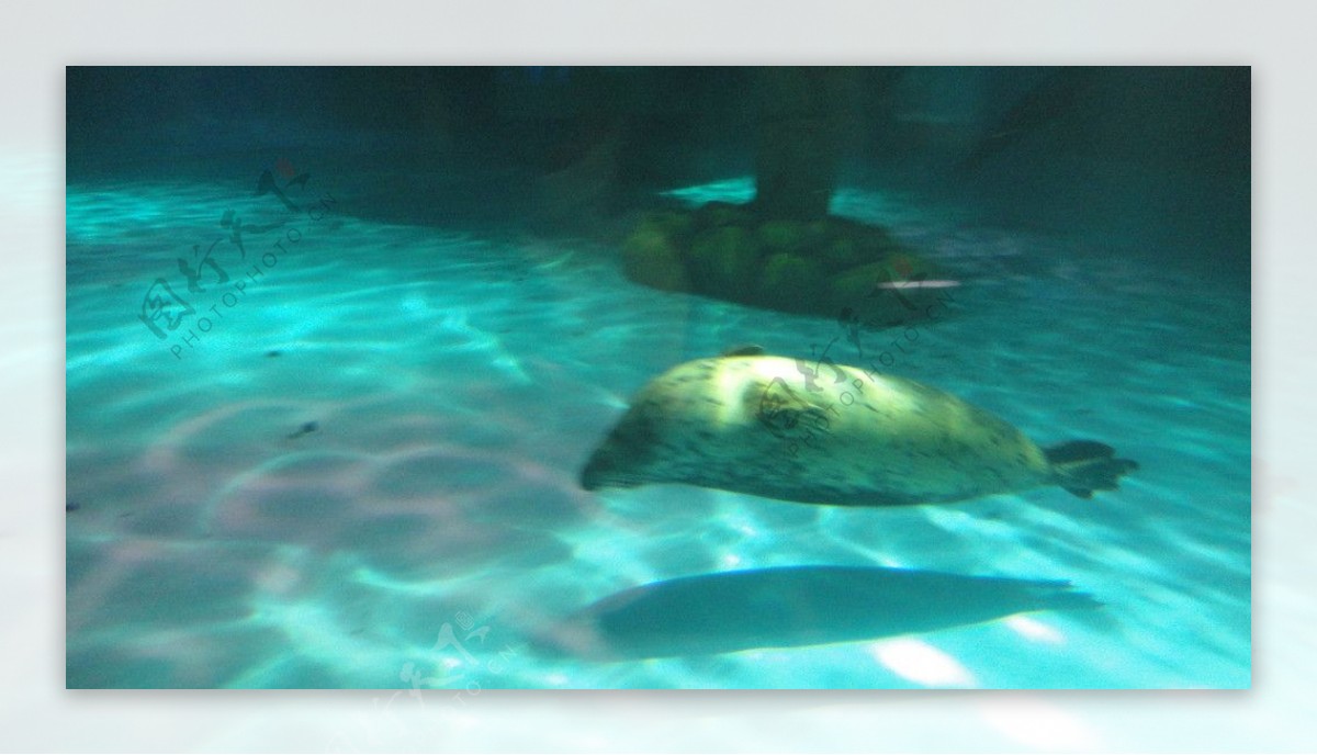 香港海洋公园海豹背泳图片