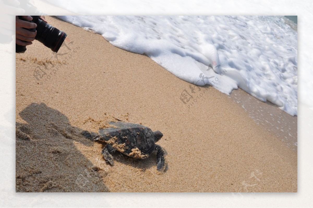 海龟入海放生图片