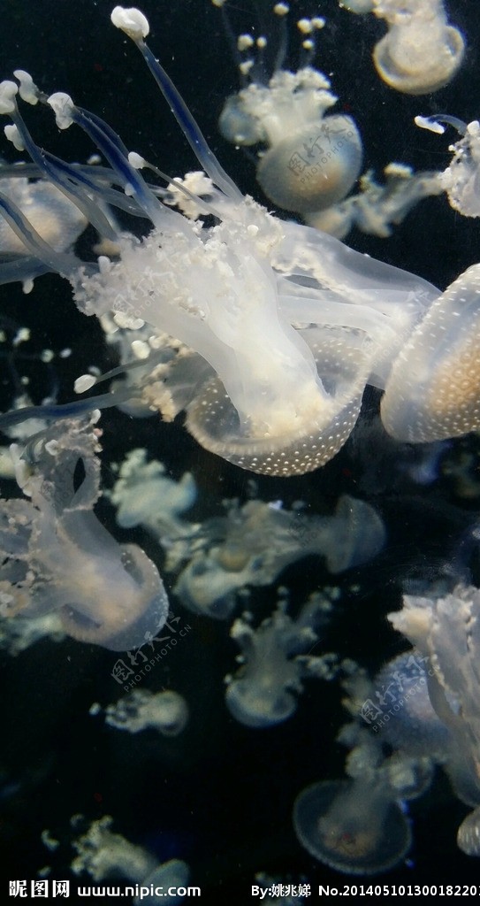 水母图片