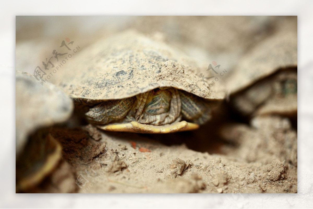 巴西龟摄影图片
