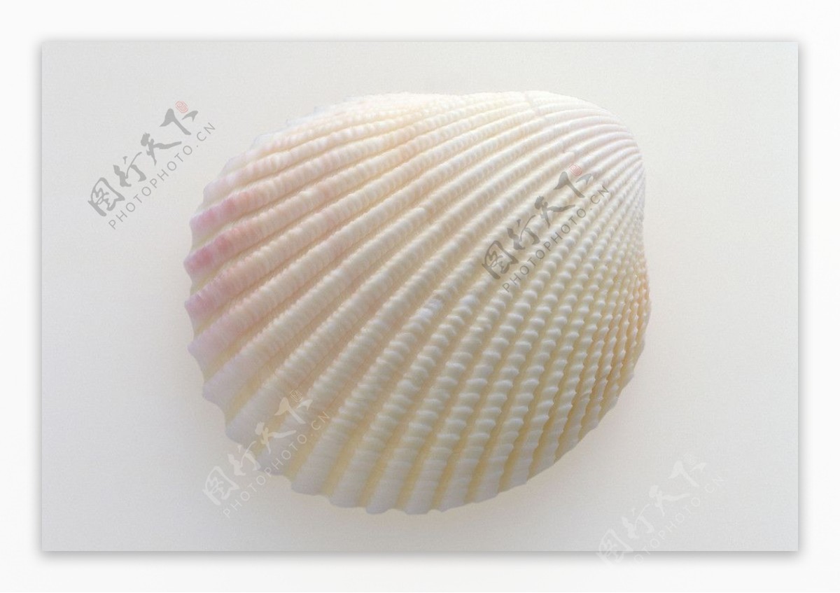 地中海白色大扇贝壳 天然贝壳海螺 鱼缸造景 彩绘装饰 墙贴-阿里巴巴