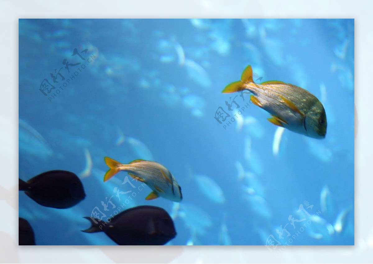 海底鱼类名字,海底常见鱼类,海底鱼类_大山谷图库