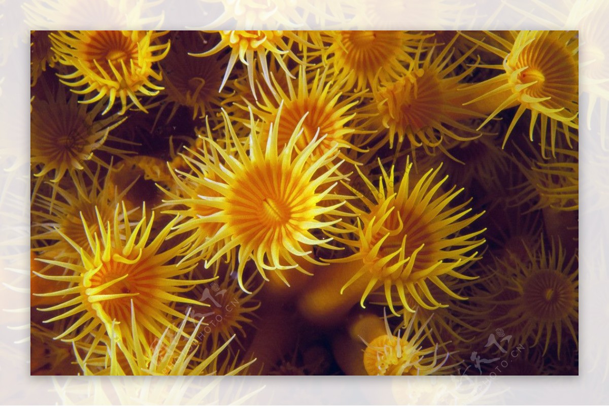 金色海藻图片