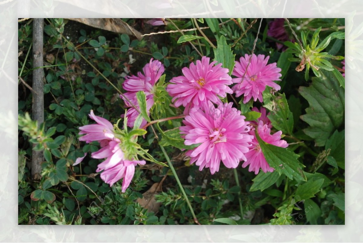 小菊花图片