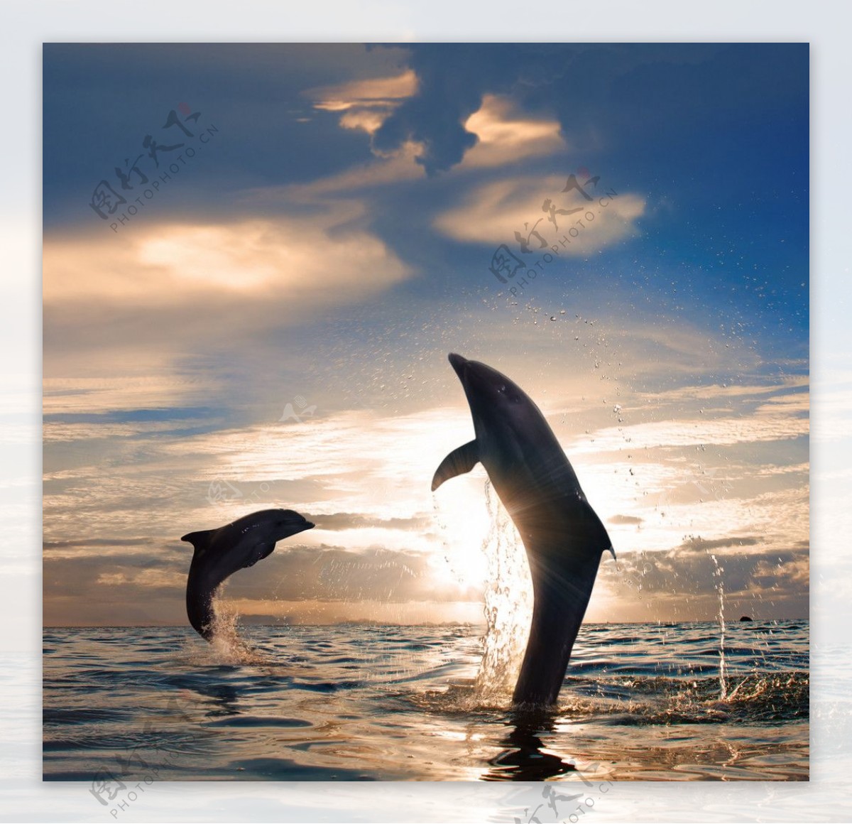 海面飞跃的海豚图片