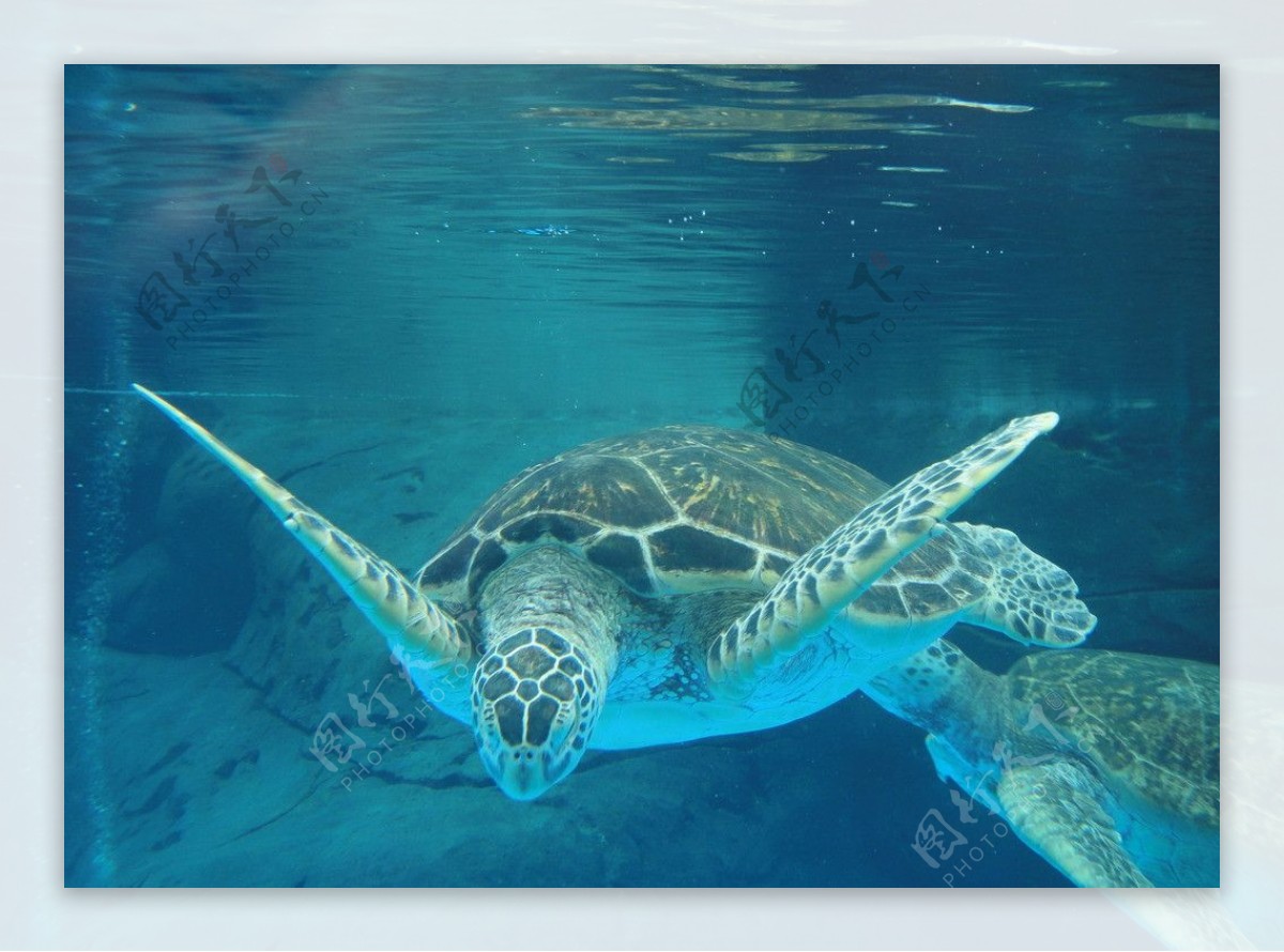 展翅的海龟图片
