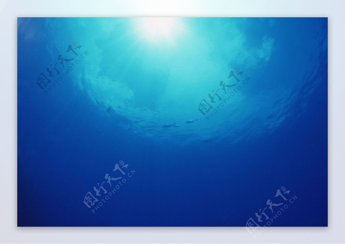 深海生物鱼光线气泡图片