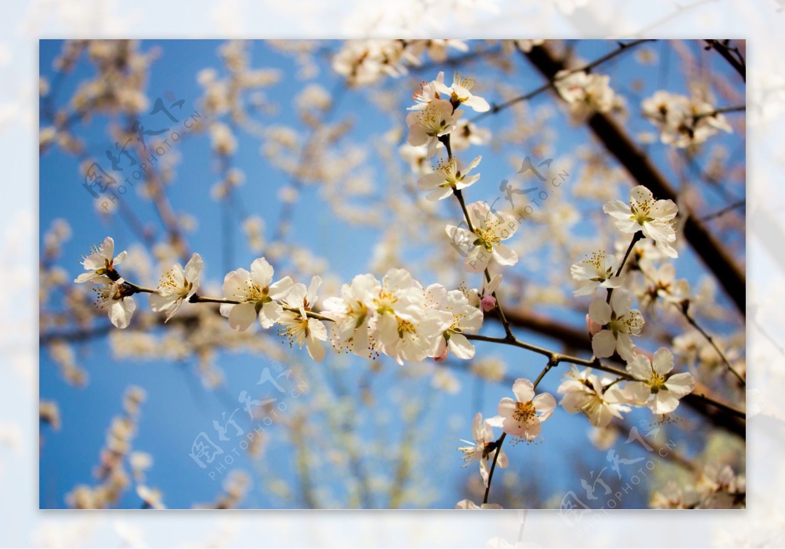 春季花朵图片
