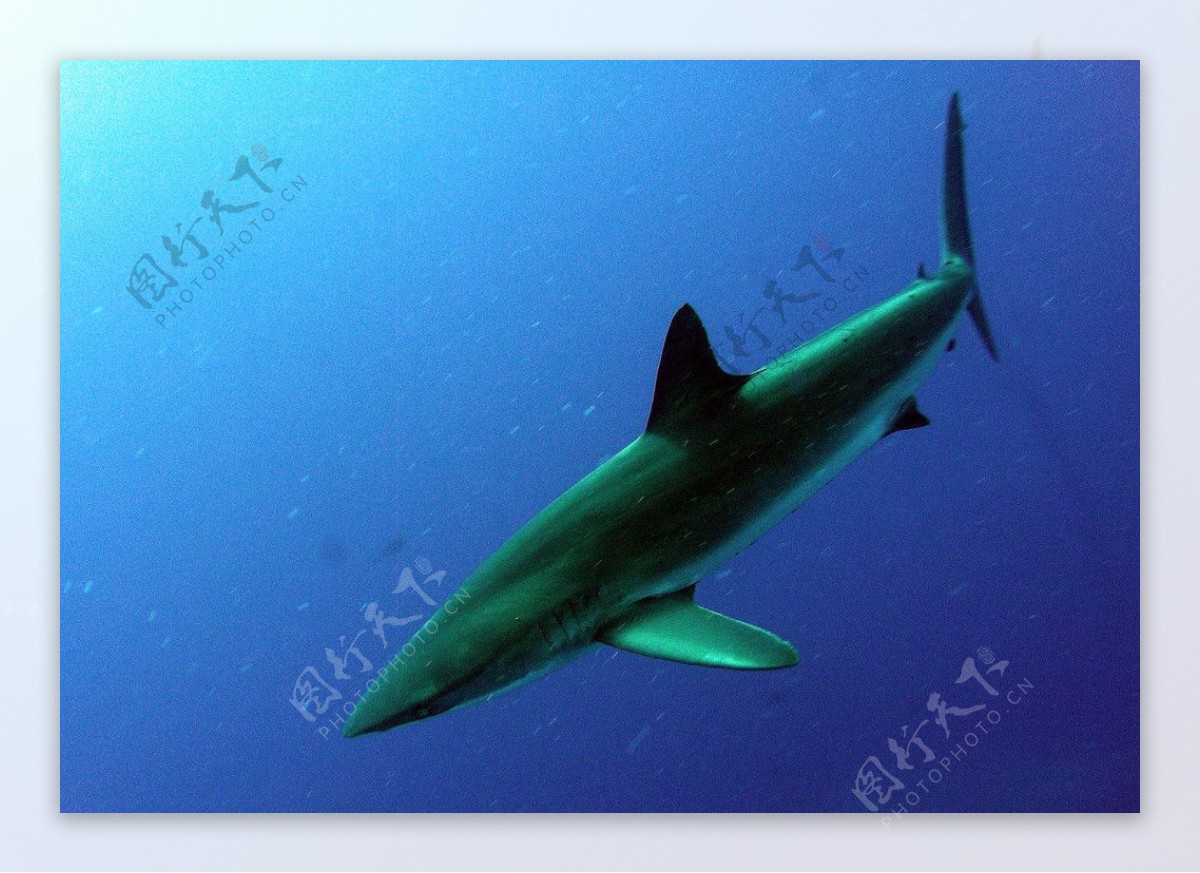 炒鲨鱼 | 潮洲 薏米